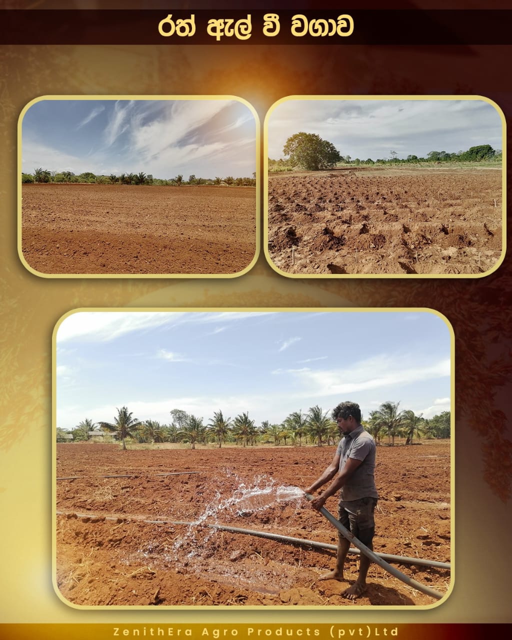 agriculture-company-sri-lanka-29