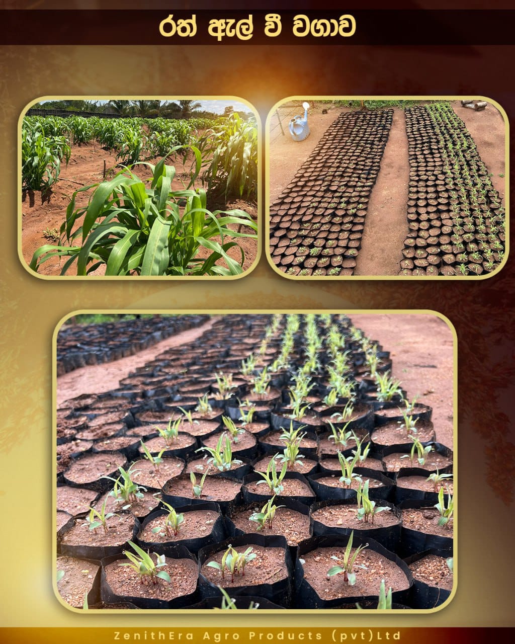 agriculture-company-sri-lanka-31