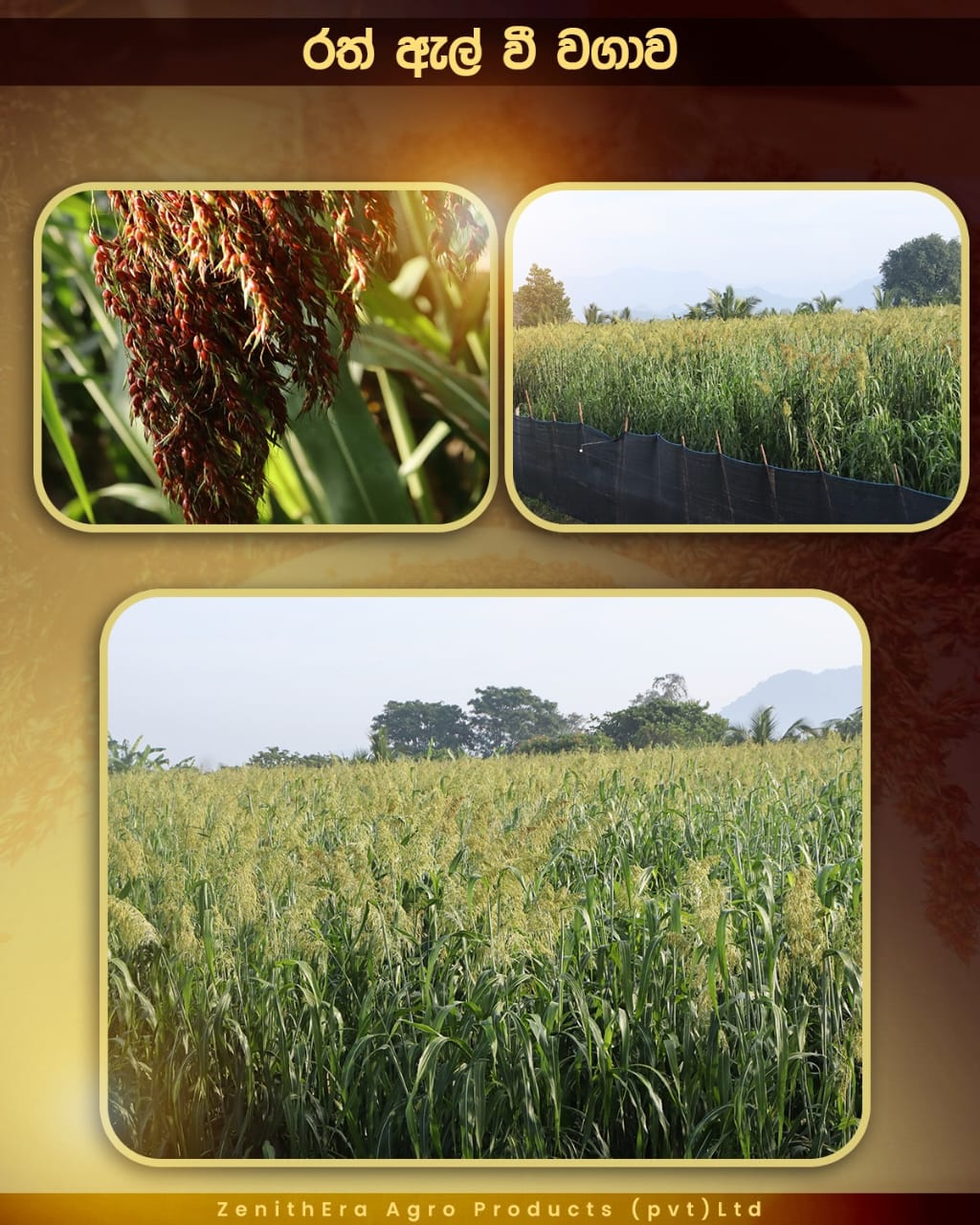 agriculture-company-sri-lanka-32