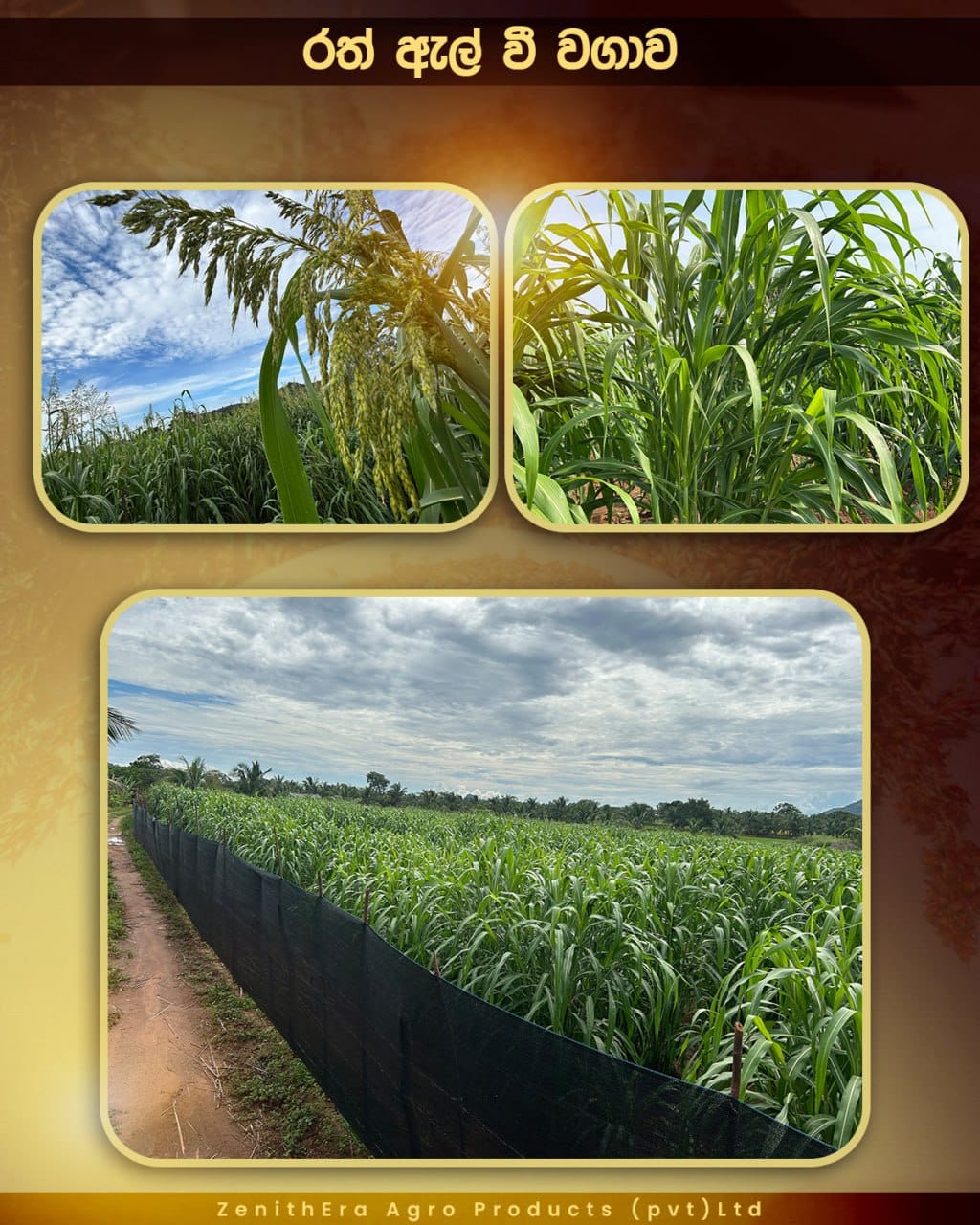 agriculture-company-sri-lanka-34