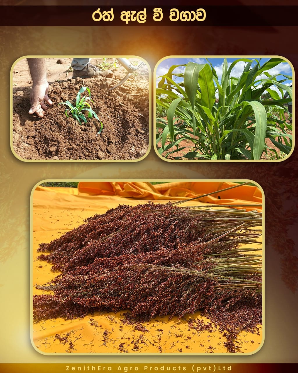 agriculture-company-sri-lanka-36